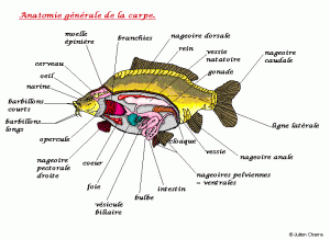 Anatomie générale de la carpe